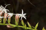 Fewflower blazing star